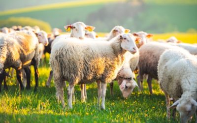 Agriculture : vers une reconquête de la souveraineté