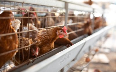 Grippe aviaire : les beaux jours sont là !