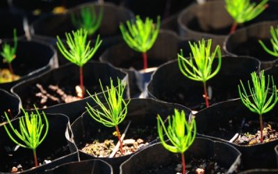 Production de sapins de Noël : de nouvelles règles à respecter !