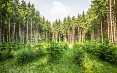 Renouvellement forestier : une aide financière sous conditions