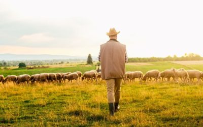 Tuberculose : lutter contre sa propagation dans les troupeaux