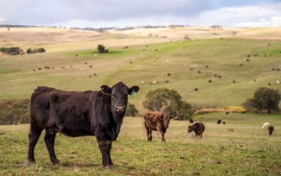 Aides agricoles : précisions pour les bovins et la canne à sucre
