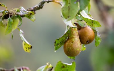 Aides couplées végétales : du nouveau pour la catégorie « Fruits transformés »