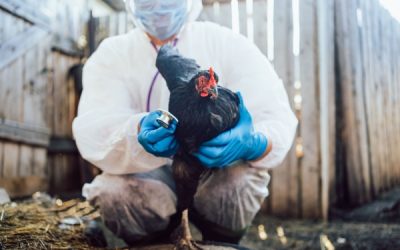 Grippe aviaire : une amélioration pour le printemps 2025 !