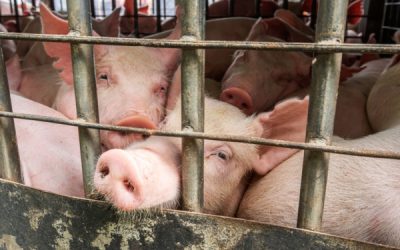 Abattoirs et protection de l’environnement : quelles modalités ?