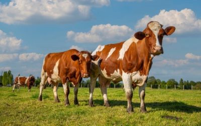 Aides agricoles : précisions à propos de l’aide aux bovins