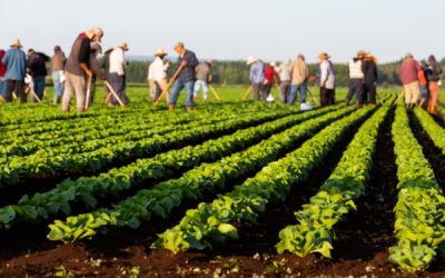 Employeurs agricoles : actualisation de l’exonération TO DE