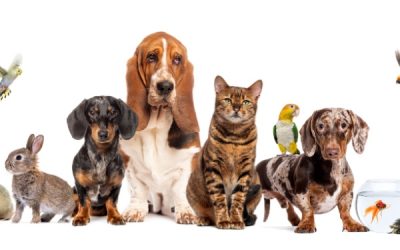 Bien-être animal : une réglementation détaillée