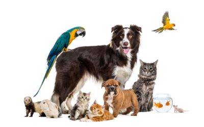Droit des animaux : le droit français s’adapte